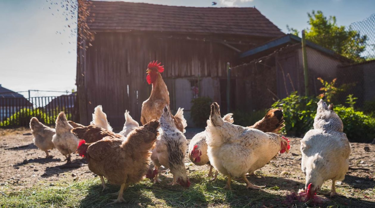 zakład wylęgu drobiu