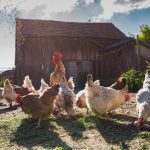 zakład wylęgu drobiu