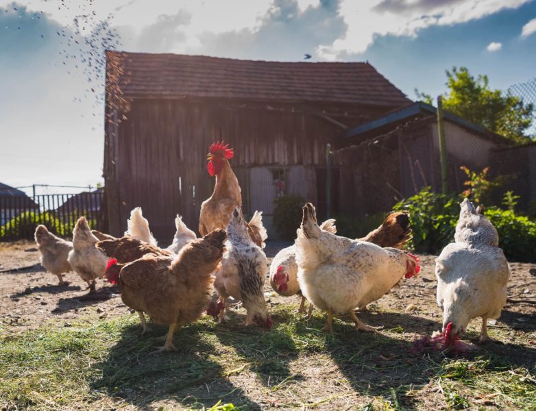 zakład wylęgu drobiu