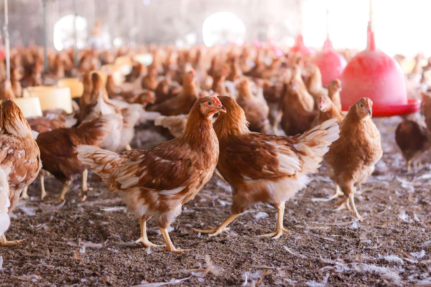 zakład wylęgu drobiu