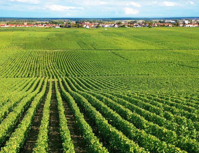 wino ekologiczne